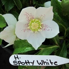 Hellebore Spotty White